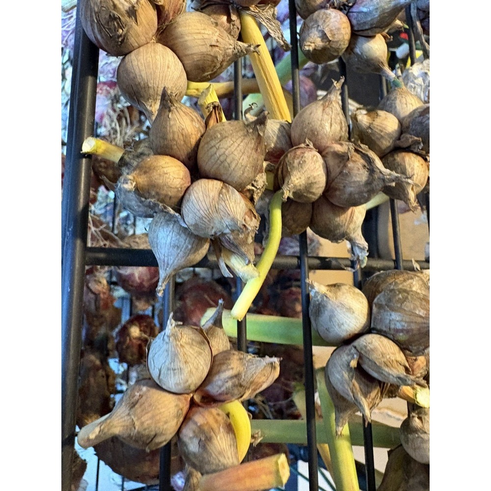 15 Egyptian Walking Onions Winter Perennial Tree Onion Bulbils Seeds